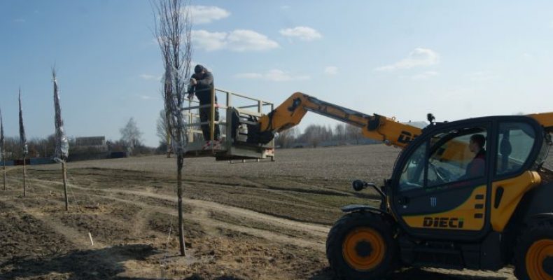 Як на Бобровиччині викорчовують дерева вздовж доріг