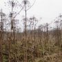 Підлітки отруїлися небезпечною рослиною — один хлопець помер