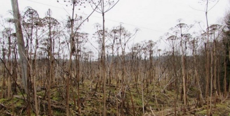 Підлітки отруїлися небезпечною рослиною — один хлопець помер