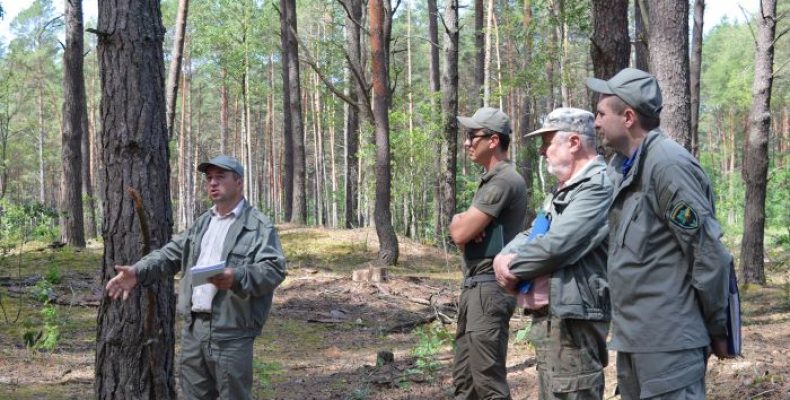 Ось так на Чернігівщині займаються впорядкуванням лісу