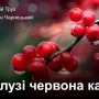 Пісню «Червона калина» російські окупанти записали до нацистської