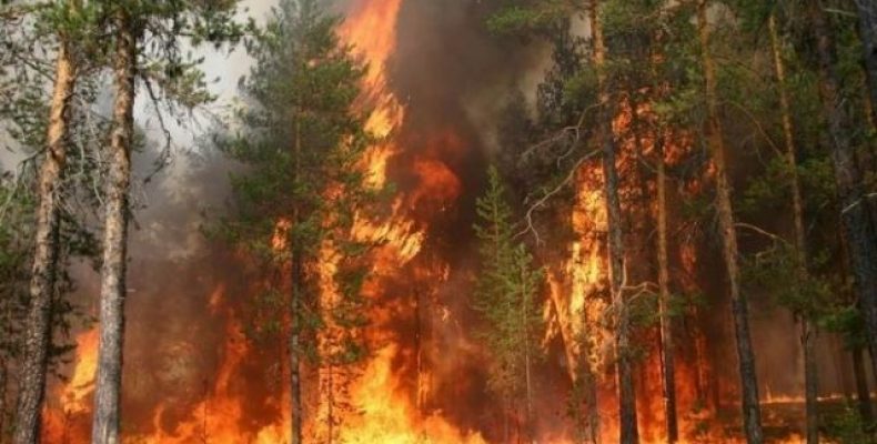 Понад 10 тисяч гектарів лісу горять у зоні Чорнобильської АЕС