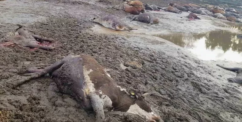 Росіяни вбили 62 корови у прикордонній Галаганівці