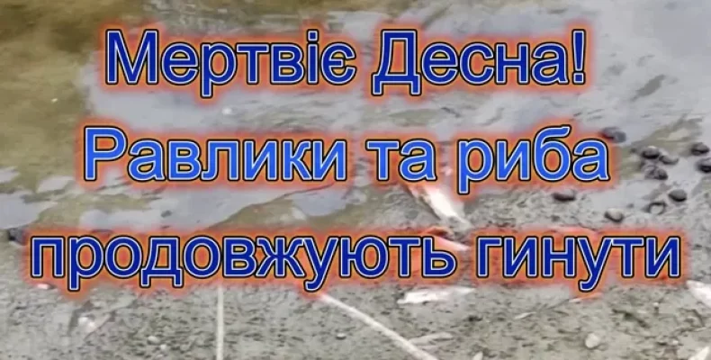 Мертвіє Десна! Равлики та риба продовжують масово гинути