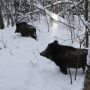 Лісівники потурбувалися, аби не загинули дикі тварини