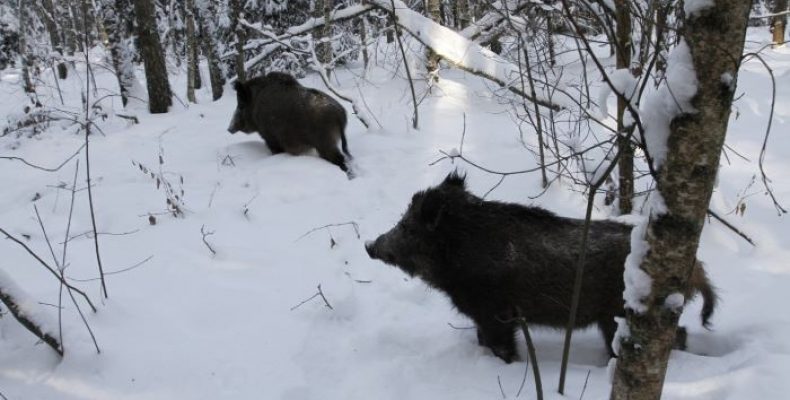 Лісівники потурбувалися, аби не загинули дикі тварини
