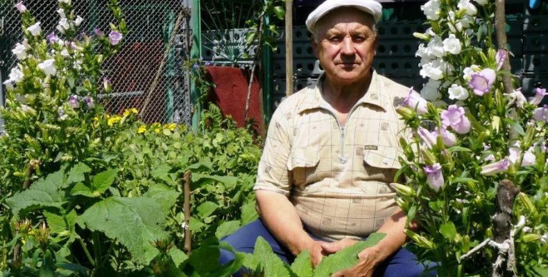 Дурман проти інсульту. Стверджує травознай із Чернігівщини