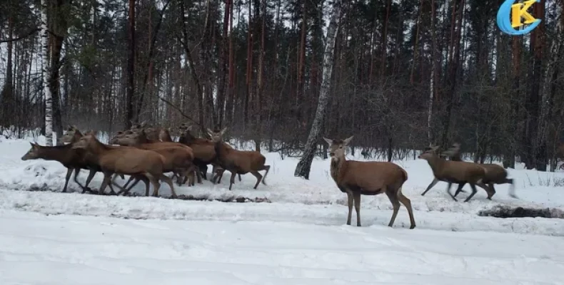 Понад 150 благородних оленів з’явилися на Чернігівщині