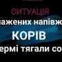 Знесилені корови валялись серед ферми. Деяких із них тягали собаки