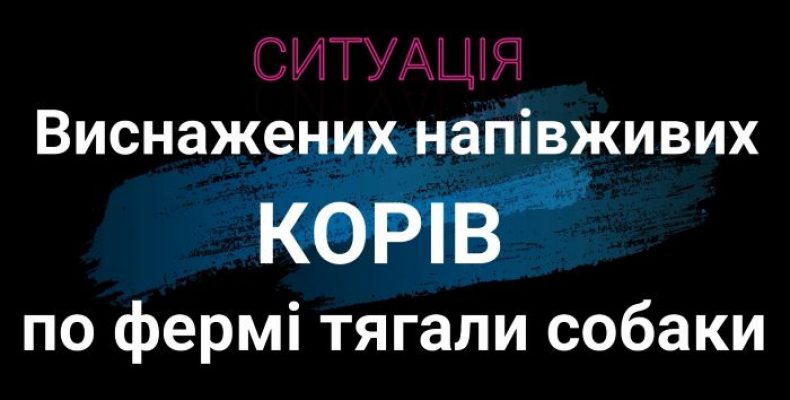 Знесилені корови валялись серед ферми. Деяких із них тягали собаки