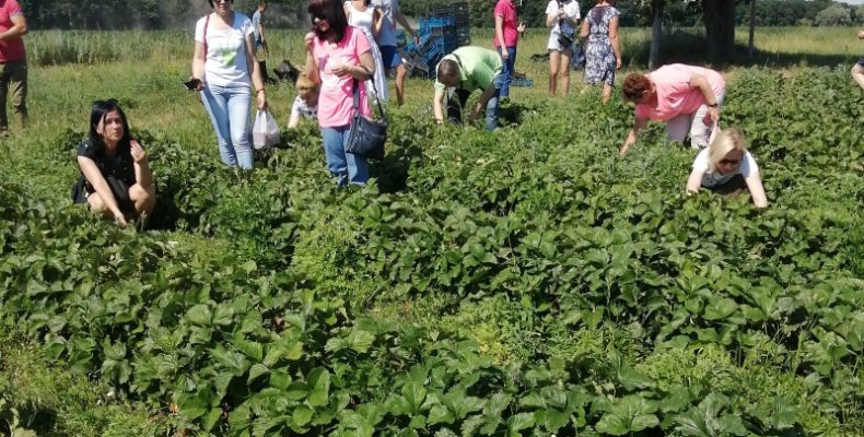 Полуничний рай сім’ї Василенків