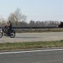 Тварини гинуть не лише від рук браконьєрів, а й з вини водіїв-лиходіїв