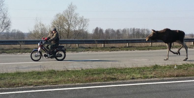 Тварини гинуть не лише від рук браконьєрів, а й з вини водіїв-лиходіїв