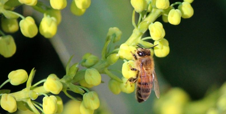 Рослина, яка корисна для бджіл, птахів і людей