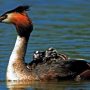 207 видів птахів у Мезинському парку під захистом Бернської конвенції
