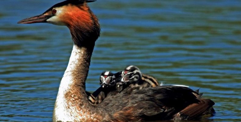 207 видів птахів у Мезинському парку під захистом Бернської конвенції