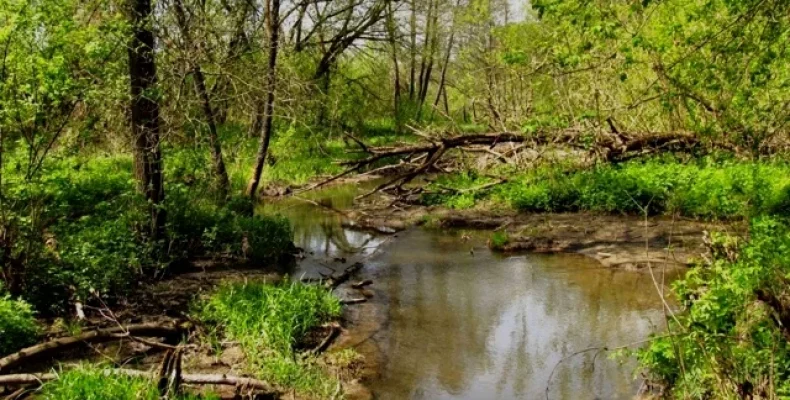 Водно-болотні угіддя Мезинського природного парку – неповторне багатство Чернігівщини