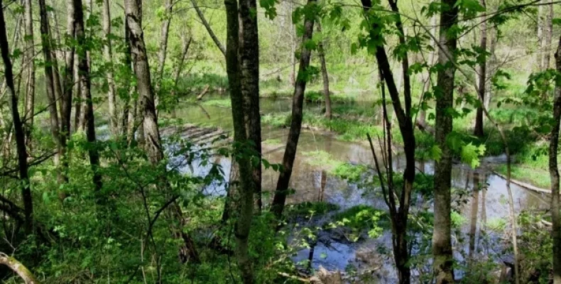 2 лютого — Міжнародний день водно-болотних угідь