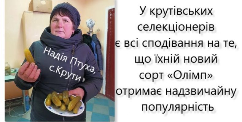 Новий сорт огірків, який винайшли на Чернігівщині, плодоносить 65 днів
