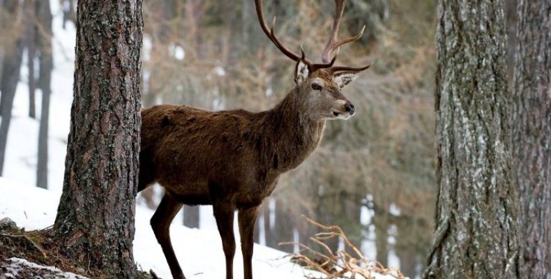 Розвиток заповідного фонду — екологічні пріоритети Сіверського краю