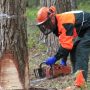 На Чернігівщині виборювали першість звалювальники лісу. Відео