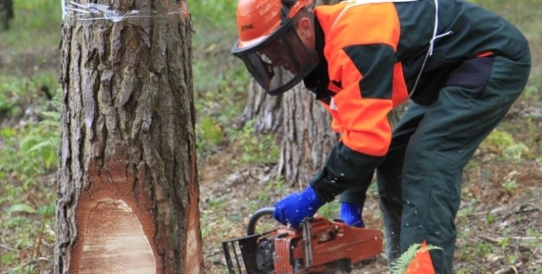 На Чернігівщині виборювали першість звалювальники лісу. Відео
