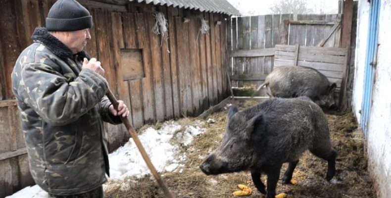 Завели диких кабанів, а тепер вимушені продавати