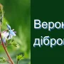 На Поліссі Чернігівщини милує око вероніка дібровна