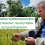 Чернігівець знайшов рослину на здійснення бажань