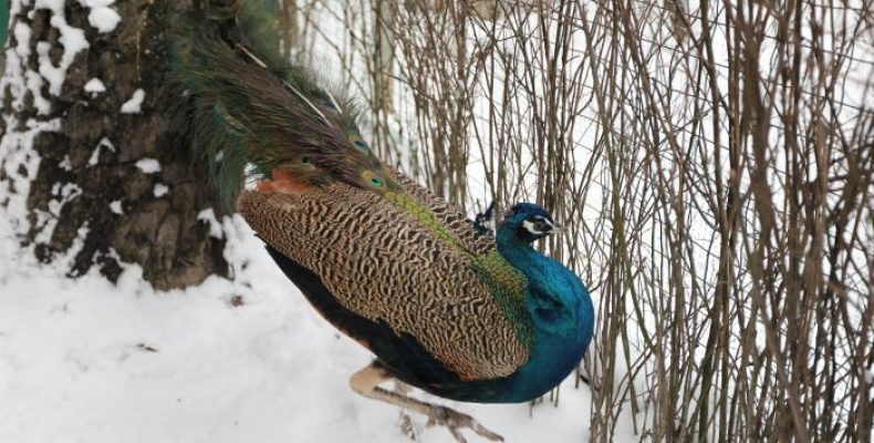 У Чернігові з`явилися фазани, павичі та інші екзотичні птахи