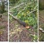 У Чернігівській Ялівщині спиляли 80 дерев