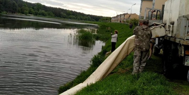 15 тисяч коропа випустили в річку Стрижень у Чернігові