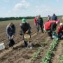 Власною городиною забезпечуються внутрішні потреби господарства