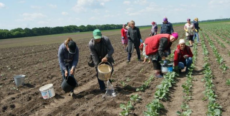 Власною городиною забезпечуються внутрішні потреби господарства