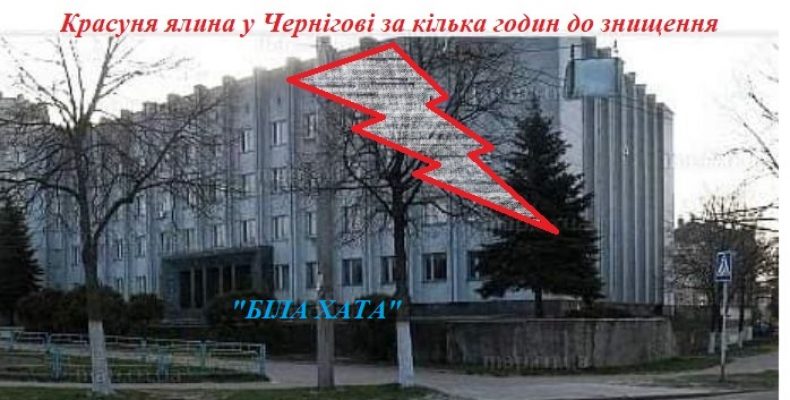 Навіщо «Зеленбуд» знищив здорову ялину у Чернігові?