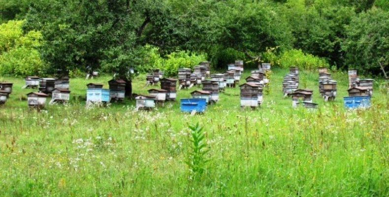 Сьогодні у світі відзначають День бджіл