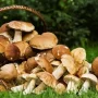 У лісовому царстві Чернігівщини люди збирають білі гриби