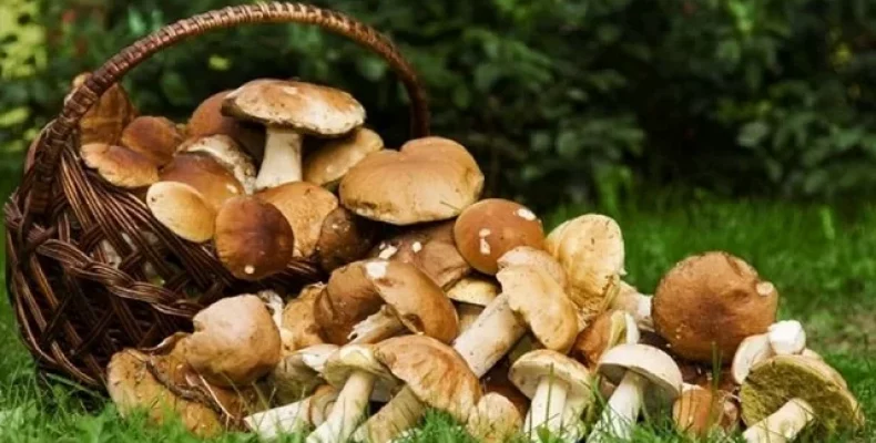 У лісовому царстві Чернігівщини люди збирають білі гриби