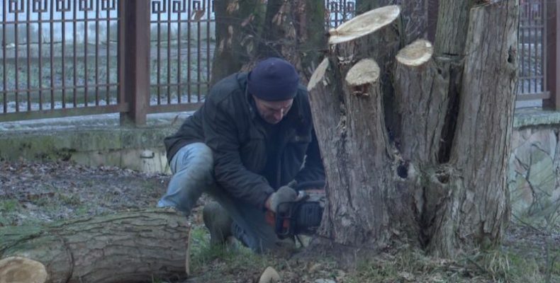 Чи можна самовільно пиляти дерева на прибудинковій території?