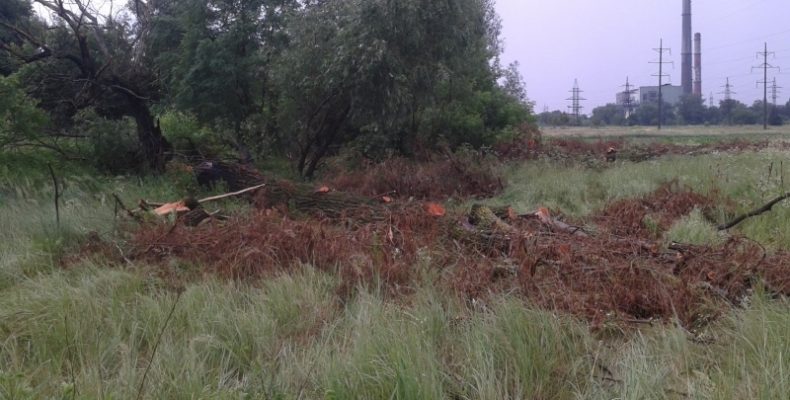 Поблизу Чернігова знищили три десятки дерев