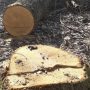 Унаслідок незаконної рубки дубів, заподіяно збитки на 241 тис. грн
