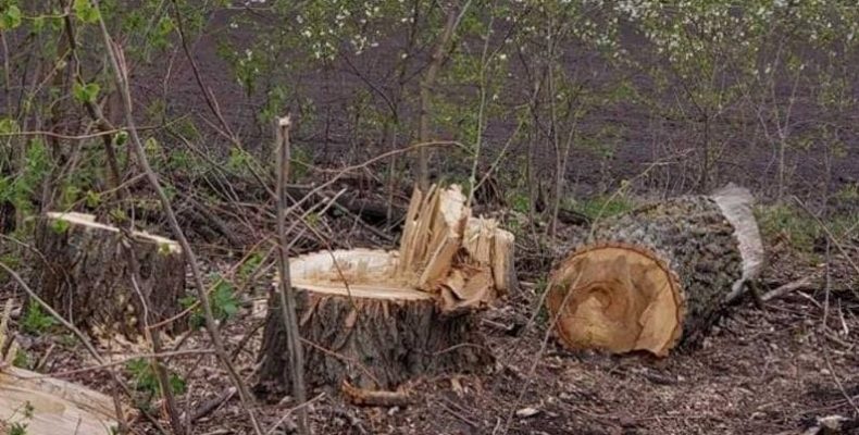 На Чернігівщині незаконно знищують лісозахисні смуги дерев