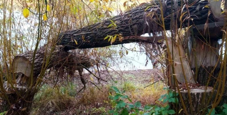 62 дерева спиляли незаконно біля Десни
