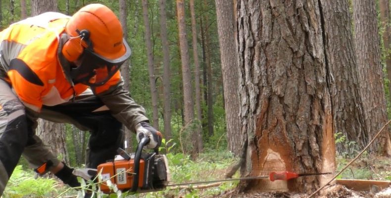 Дерево спилювати треба вміти. Майстер-клас від професіонала