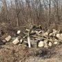 109 тисяч гривень стягнули за самовільну вирубку дубів