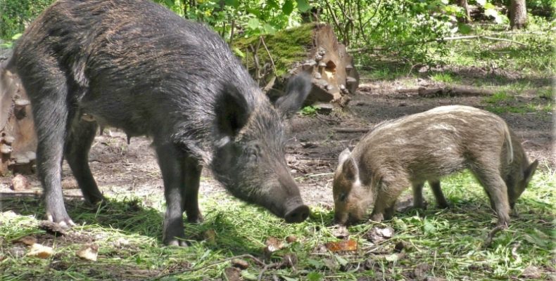 Поголів`я диких тварин відновлюють на Чернігівщині. Відео