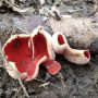 Ранні плодові гриби — на території Мезинського парку Чернігівщини
