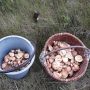 Чернігівщина: рясний урожай на перші гриби