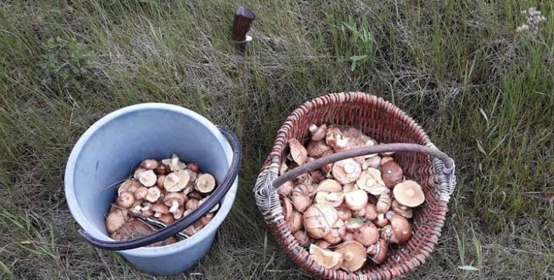 Чернігівщина: рясний урожай на перші гриби