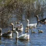 На заплавах Мезинського парку гуси вивели потомство